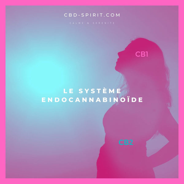Comment ça marche le CBD ?
