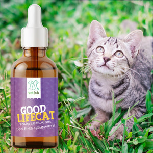 HUILE CBD CHAT VETLAB 